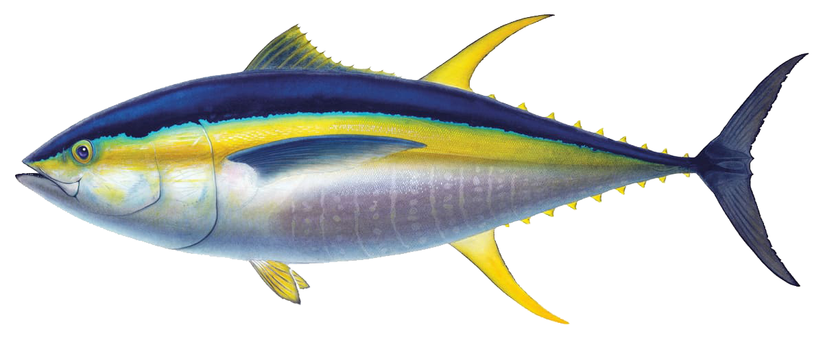 yellowfin tuna image